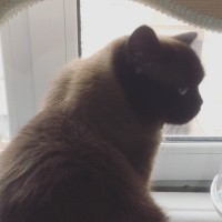 Colorpoint Shorthair, Kedi  Minnak fotoğrafı