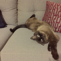 Colorpoint Shorthair, Kedi  Minnak fotoğrafı