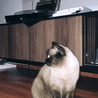 Colorpoint Shorthair, Kedi  Minnak fotoğrafı