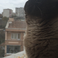 Colorpoint Shorthair, Kedi  Minnak fotoğrafı