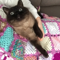 Colorpoint Shorthair, Kedi  Minnak fotoğrafı