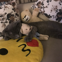 Scottish Fold, Kedi  Boyy fotoğrafı