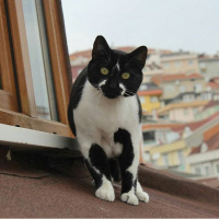 Tuxedo (Smokin) Kedi, Kedi  Sosa fotoğrafı