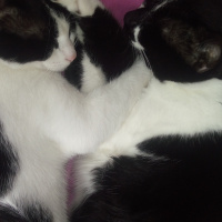 Tuxedo (Smokin) Kedi, Kedi  Sosa fotoğrafı