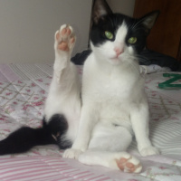 Tuxedo (Smokin) Kedi, Kedi  Sosa fotoğrafı