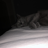 Mavi Rus, Kedi  Jöle fotoğrafı