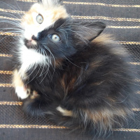 Norwegian Forest, Kedi  Mayo fotoğrafı
