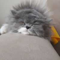 Sibirya Kedisi, Kedi  Zilloş fotoğrafı