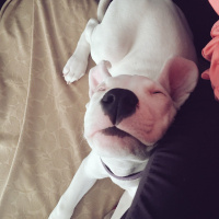 Dogo Arjantin, Köpek  Arya fotoğrafı