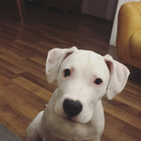 Dogo Arjantin, Köpek  Arya fotoğrafı