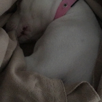 Dogo Arjantin, Köpek  Arya fotoğrafı