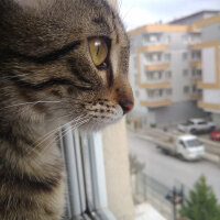 Tekir Kedi, Kedi  Aura fotoğrafı