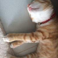 Sarman, Kedi  Chester fotoğrafı