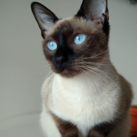 Siyam Kedisi, Kedi  Ponçik fotoğrafı