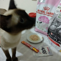 Siyam Kedisi, Kedi  Ponçik fotoğrafı