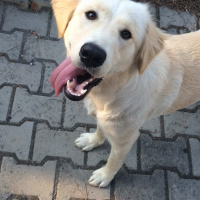 Golden Retriever, Köpek  Mish fotoğrafı