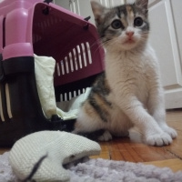 Tekir Kedi, Kedi  Şukufe fotoğrafı