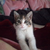Tekir Kedi, Kedi  Şukufe fotoğrafı