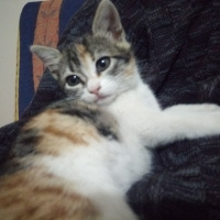 Tekir Kedi, Kedi  Şukufe fotoğrafı