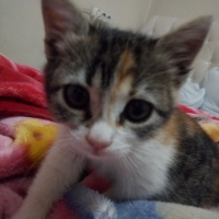Tekir Kedi, Kedi  Şukufe fotoğrafı