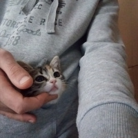 Tekir Kedi, Kedi  Şukufe fotoğrafı