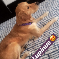 Golden Retriever, Köpek  Lupin fotoğrafı