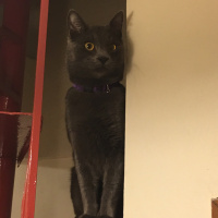 Chartreux, Kedi  Duman fotoğrafı
