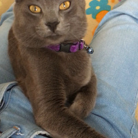 Chartreux, Kedi  Duman fotoğrafı