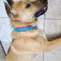 Kangal, Köpek  Leydi fotoğrafı