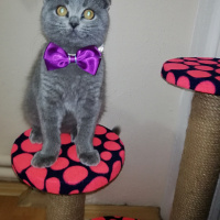 Scottish Fold, Kedi  Gölge fotoğrafı