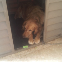 Golden Retriever, Köpek  Balkız fotoğrafı