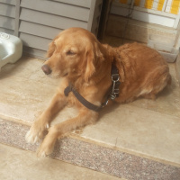 Golden Retriever, Köpek  Balkız fotoğrafı