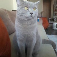 British Shorthair, Kedi  Tosun fotoğrafı