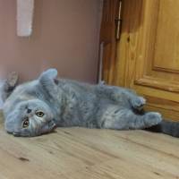 Scottish Fold, Kedi  Pati fotoğrafı