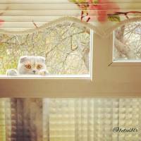 Scottish Fold, Kedi  Pati fotoğrafı