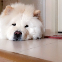 Chow Chow (çin Aslanı), Köpek  Mişa fotoğrafı