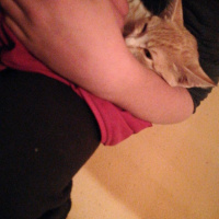 Tekir Kedi, Kedi  Yellowbaby fotoğrafı