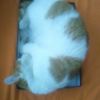 Tekir Kedi, Kedi  Helva fotoğrafı