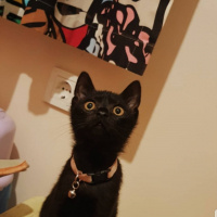 Bombay, Kedi  Rota fotoğrafı