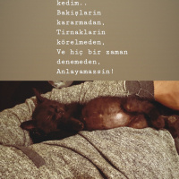 Bombay, Kedi  Rota fotoğrafı