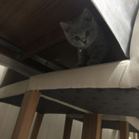 British Shorthair, Kedi  Mocha fotoğrafı