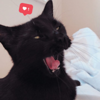 Tekir Kedi, Kedi  Shelby fotoğrafı
