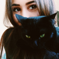 Tekir Kedi, Kedi  Shelby fotoğrafı