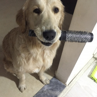 Golden Retriever, Köpek  Paşa fotoğrafı