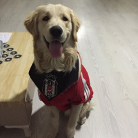 Golden Retriever, Köpek  Paşa fotoğrafı