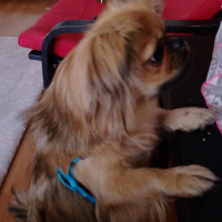 Pekingese, Köpek  Suzi fotoğrafı