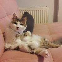 Tekir Kedi, Kedi  Çakıl fotoğrafı