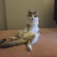 Tekir Kedi, Kedi  Çakıl fotoğrafı
