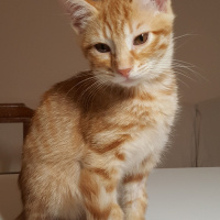 Tekir Kedi, Kedi  Yeni Sahibi Adını Verir fotoğrafı