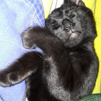 Soke, Kedi  Doris fotoğrafı